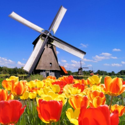 Праздник тюльпанов в Голландии - фото