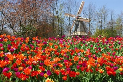 Парк цветов в Голландии - фото, описание