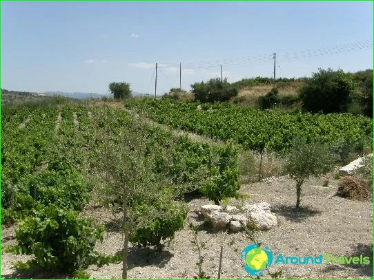 Wines of Cyprus