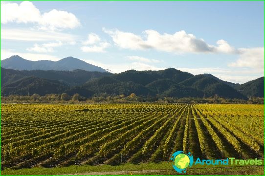 Vinhos da Nova Zelândia