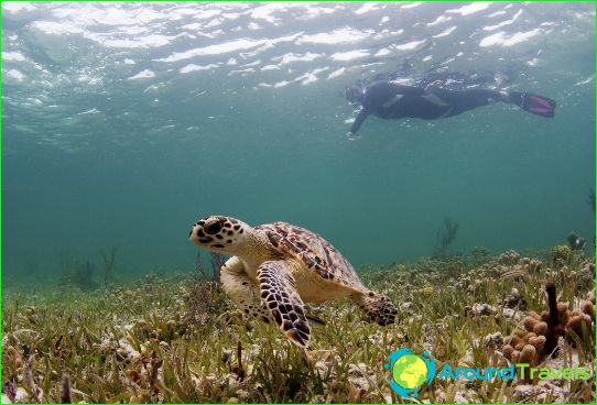 Diving in Cambodia