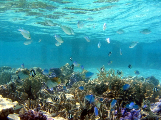 Diving in China