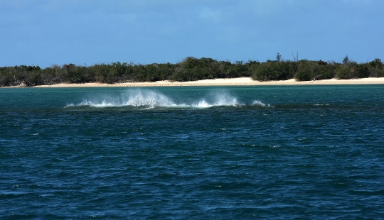 アラフラの海