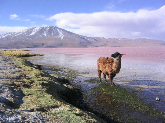 Caractéristiques de la Bolivie