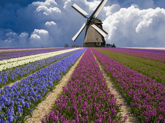 Trip to the Netherlands