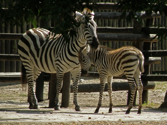 Gradina zoologica din Varsovia