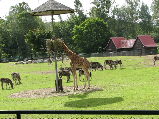 حديقة حيوان في غدانسك