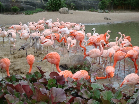 حديقة حيوان هامبورغ