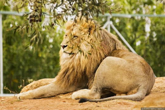 Grădina Zoologică din Atena