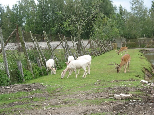 Eläintarha Klaipedassa