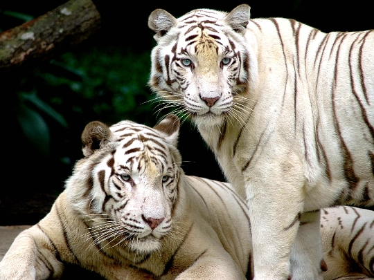 Zoo de Singapour