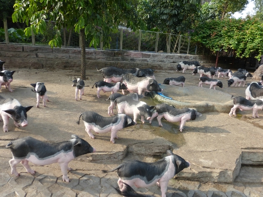 حديقة حيوان قوانغتشو