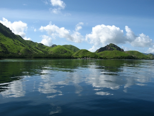 Sea Flores