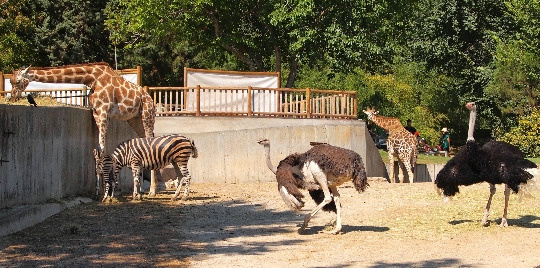 Zoo di Madrid