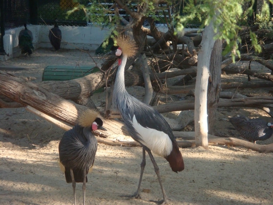 حديقة حيوان دبي