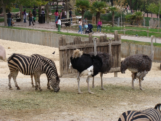 حديقة حيوان مدريد