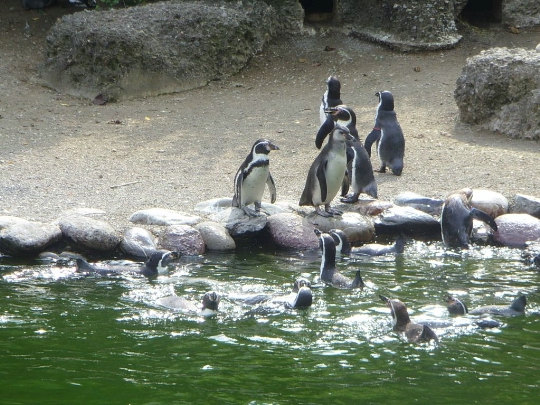 Зоологическа градина в Цюрих