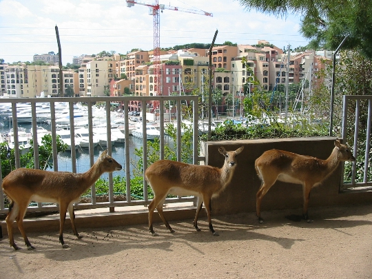 Zoo in Monaco