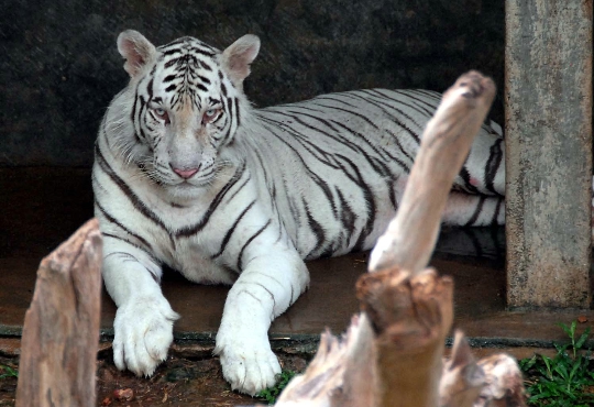 コロンボの動物園