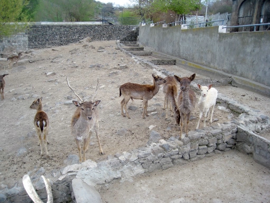 حديقة حيوان في يريفان