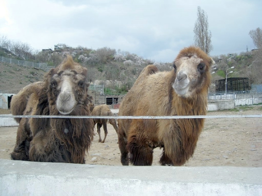 حديقة حيوان في يريفان