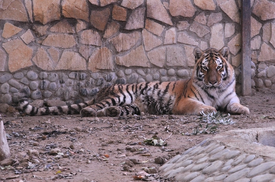 Зоологическа градина в Баку