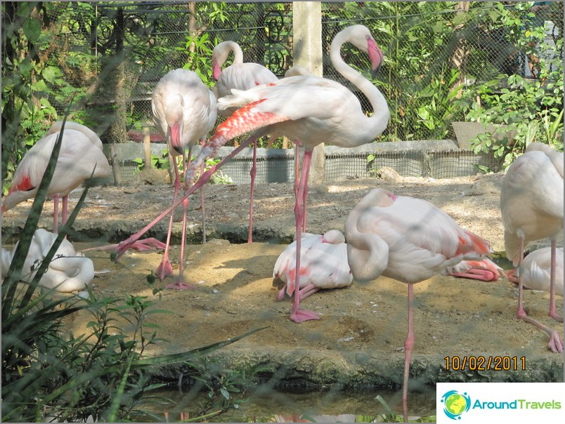 Bangkok Zoo