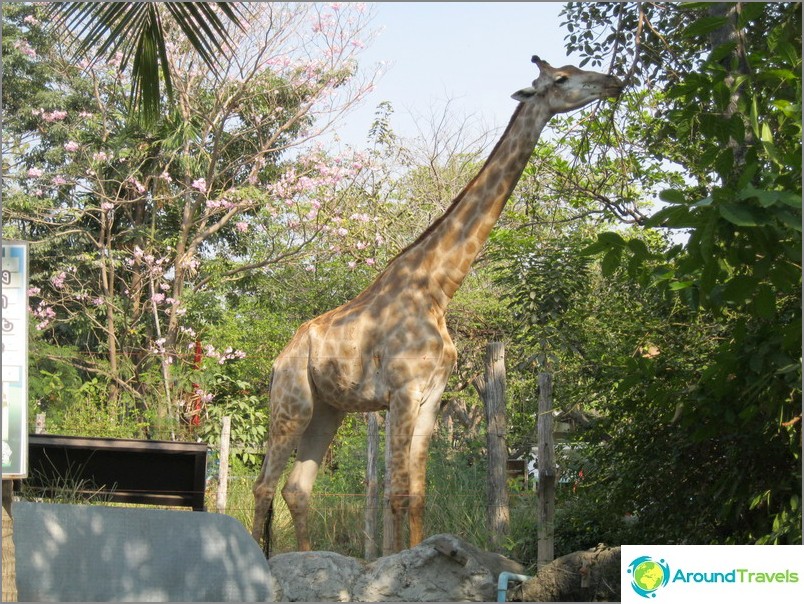 Zoo v Bangkoku