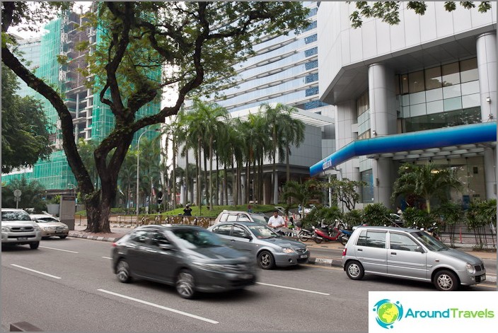 Palm trees and other wild vegetation in the streets