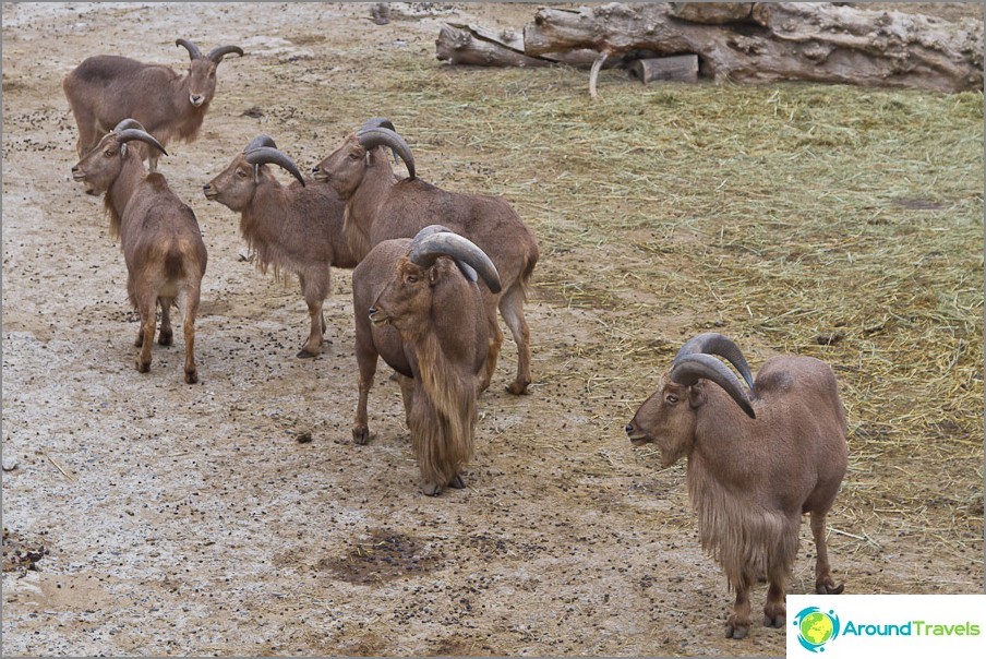 Zoo di Kharkov