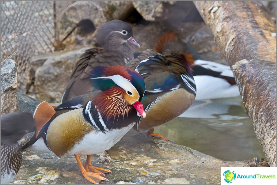 J'ai vraiment aimé cet oiseau