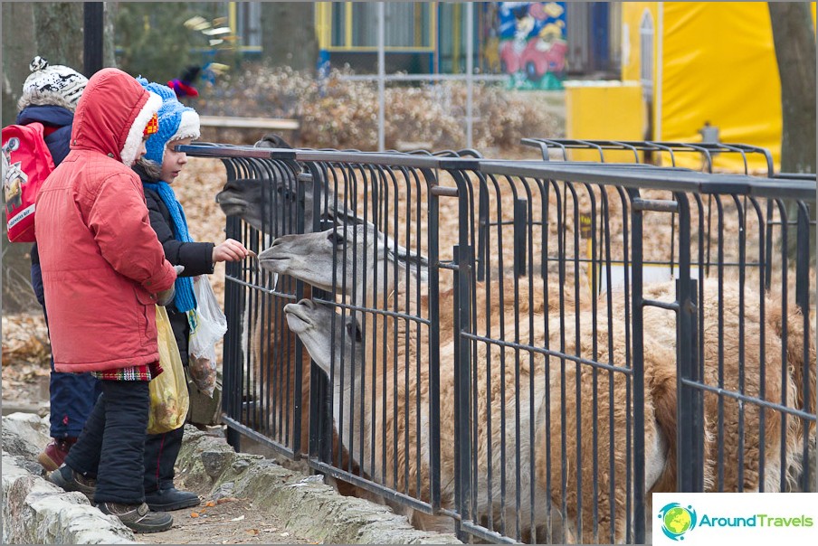 The kids feed the animals