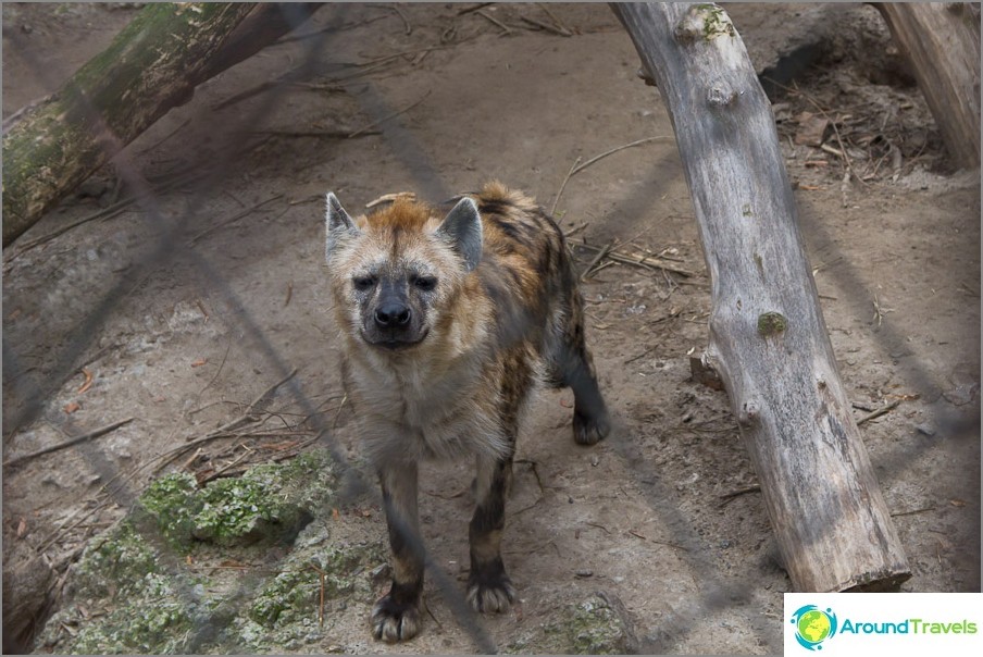 The hyena seems to be smiling