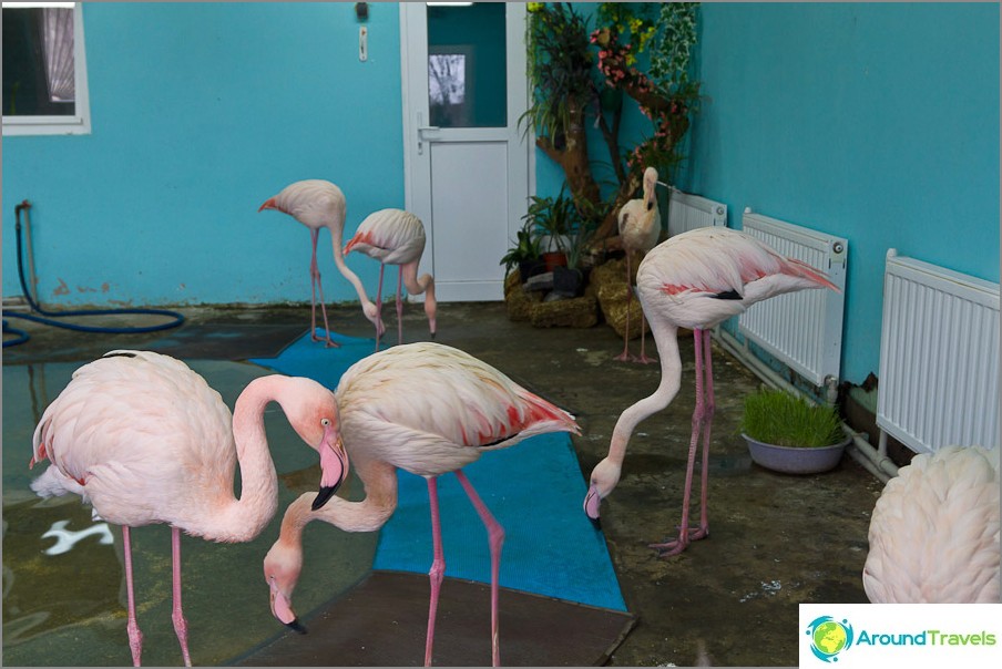 Flamingos look interesting against the background of heating batteries