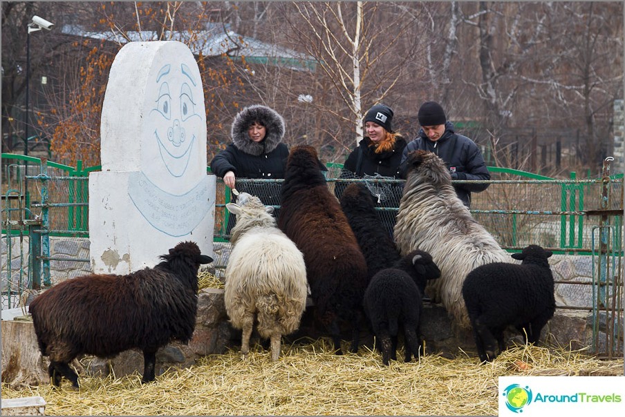 Visitors feed the rams