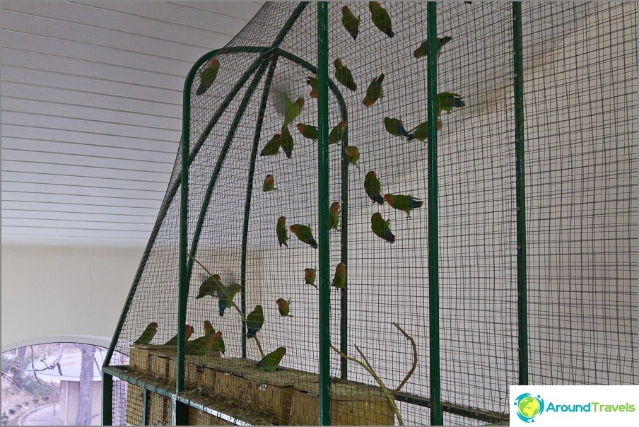 Parrots in a three-meter cage squeal hysterically