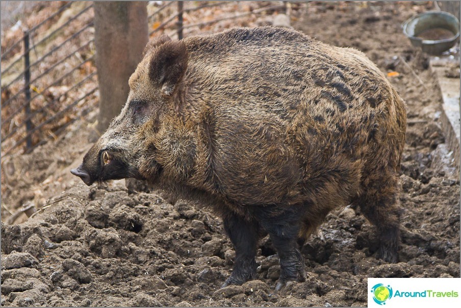 I would not like to meet one on one with a boar