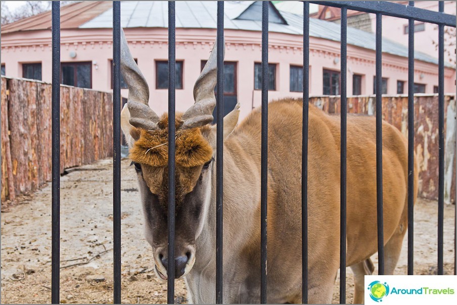 Très bel animal