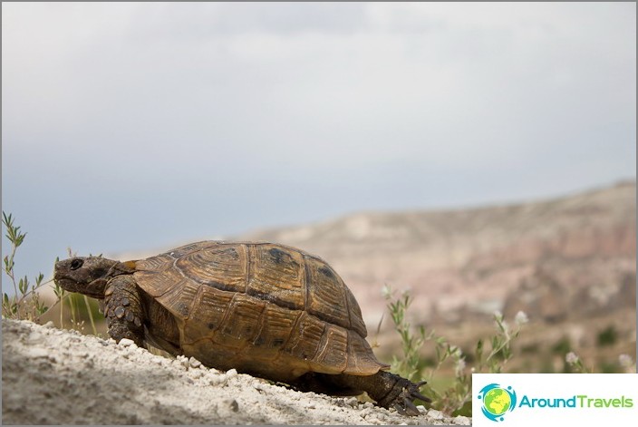 Turtle, naboen vår.