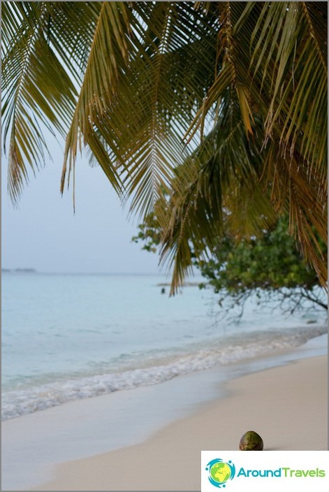 شاطئ بحر. جزر المالديف.