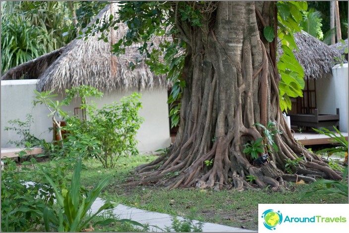 Vegetacija na Maldivima.