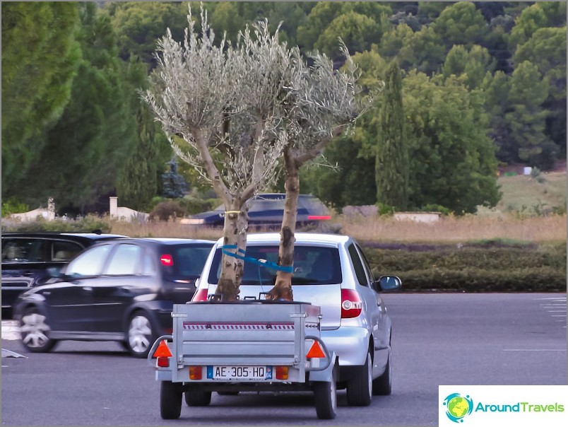 Compre un árbol, obtenga un segundo como regalo