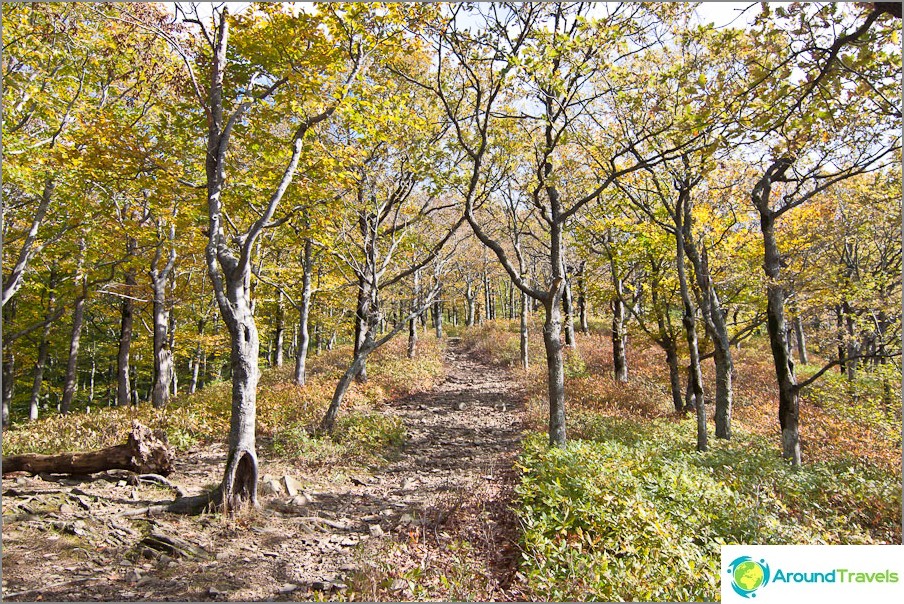 Merry path on the ridge