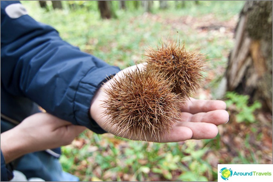 Taste the chestnuts