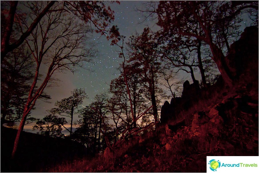 Cielo estrellado con pavo