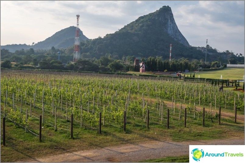 Mountain of the Golden Buddha against the background of growing grapes