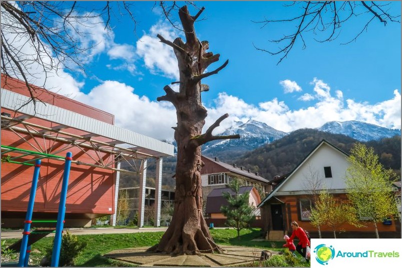 Oak in the village of Estosadok, Sochi