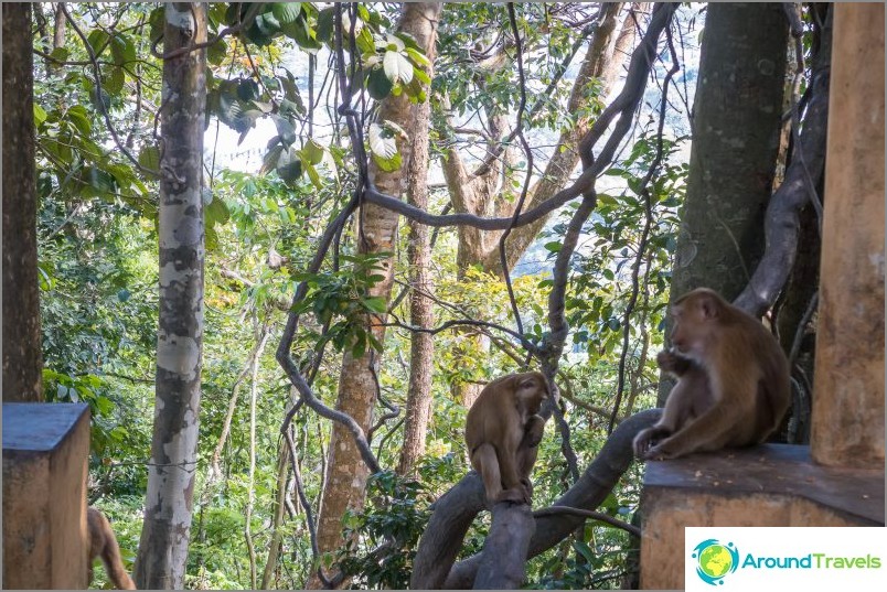 القرد الخطير في بوكيت - مونكي هيل