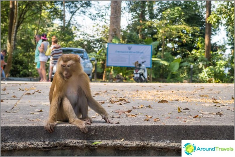القرد الخطير في بوكيت - مونكي هيل