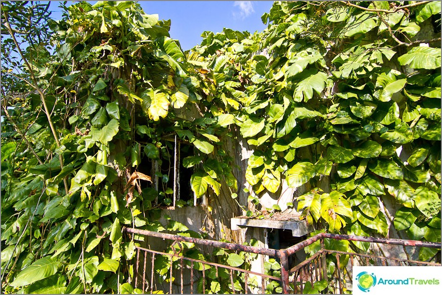 Perto da estrada, a casa velha quase comeu a floresta